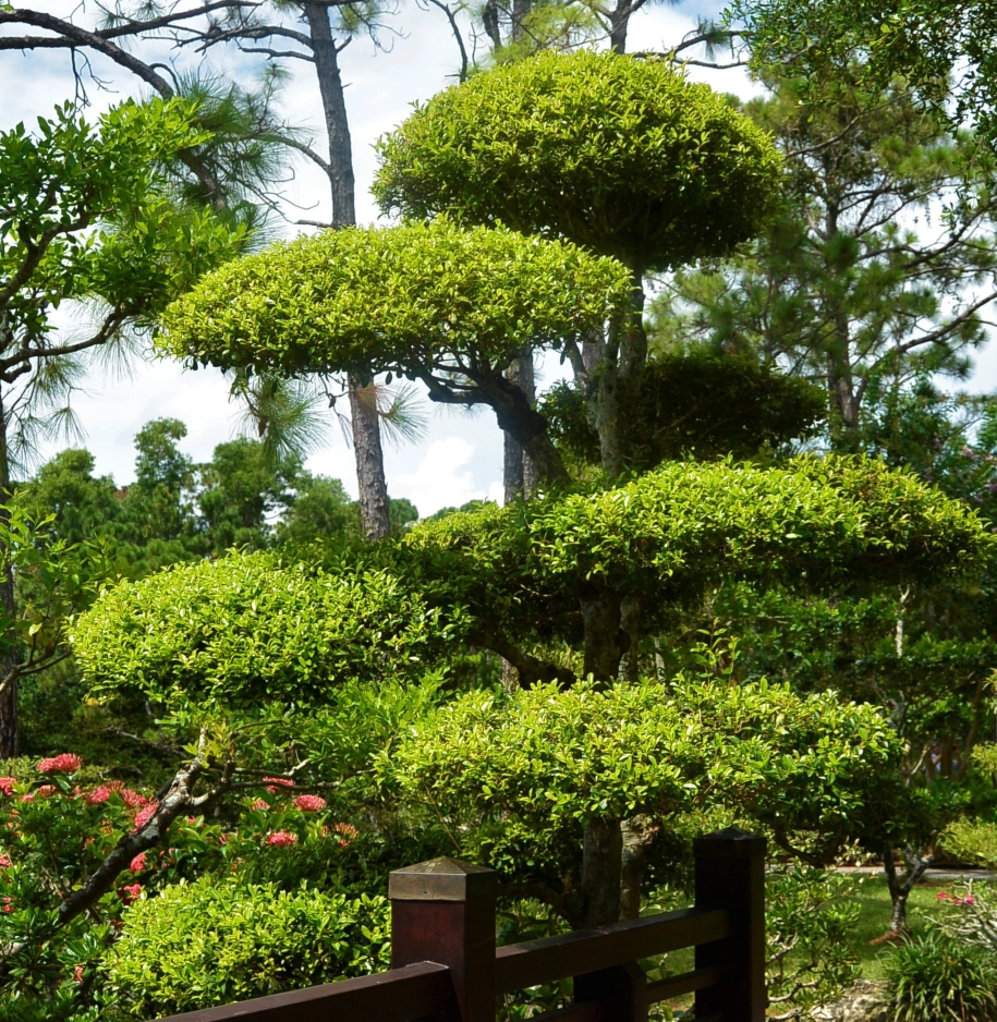 Arbre taillé dans un parc.